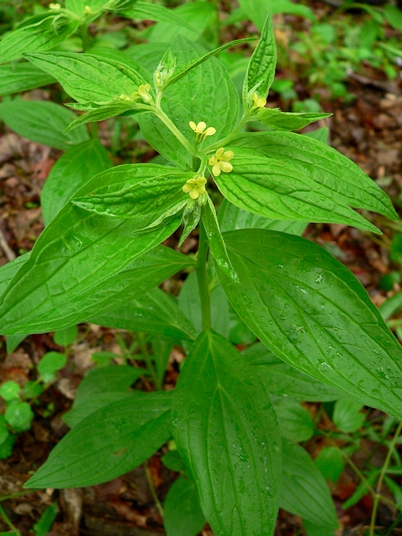 {Lithospermum latifolium}
